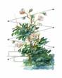 Espalier modulable pour plantes grimpantes en acier galvanis