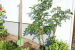 Espalier modulable avec un cble en acier inoxydable pour toutes les plantes grimpantes #27
