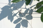 Espalier modulable avec un cble en acier inoxydable pour toutes les plantes grimpantes #28