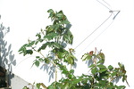 Espalier modulable avec un cble en acier inoxydable pour toutes les plantes grimpantes #29