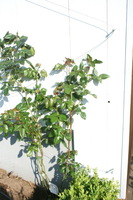 Espalier modulable avec un cble en acier inoxydable pour toutes les plantes grimpantes #30