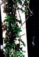 Espalier modulable